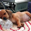 Articles de eucalyptus