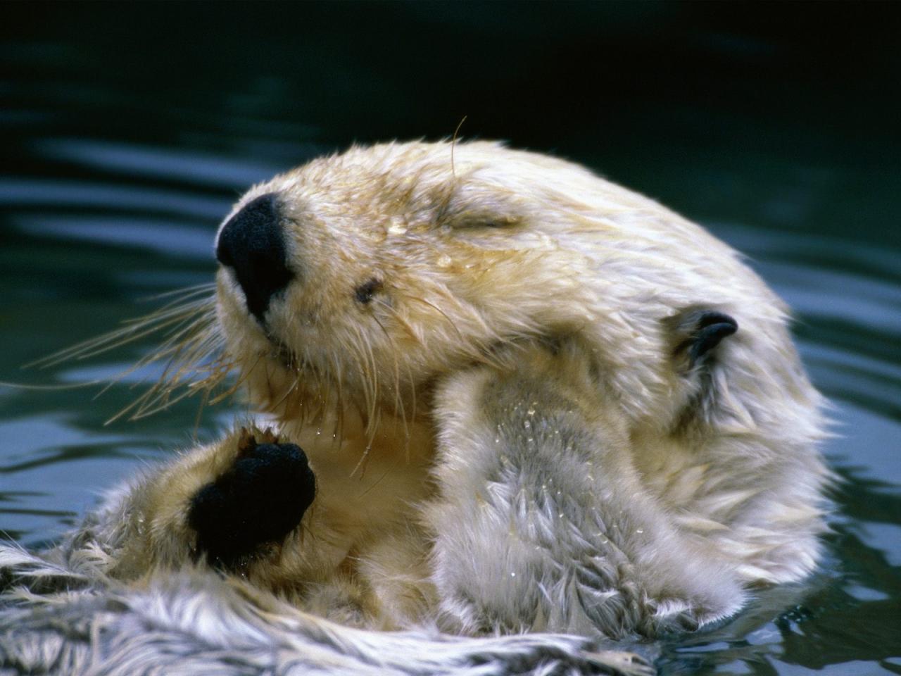 loutre_mer