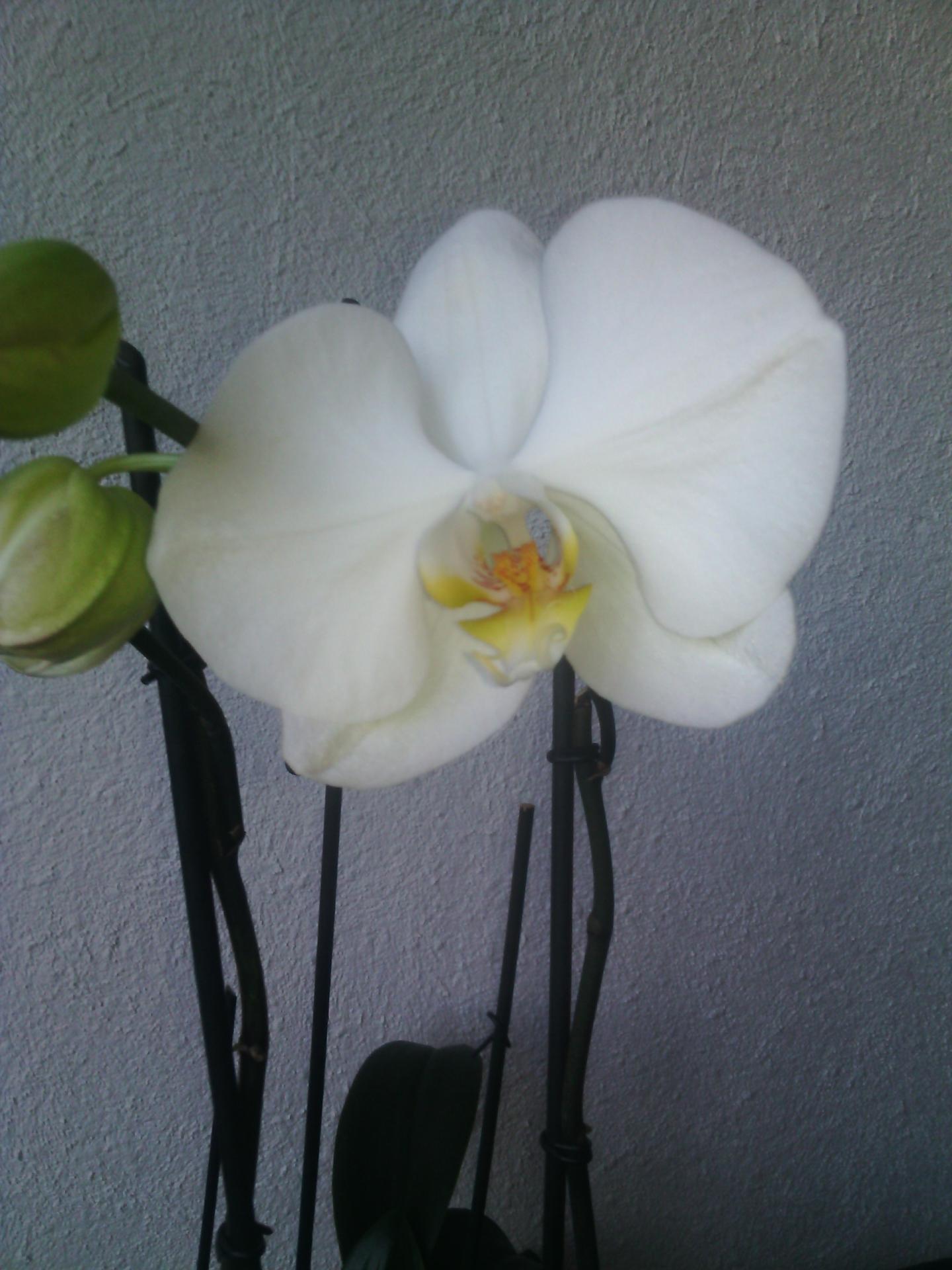 Orchidées 1